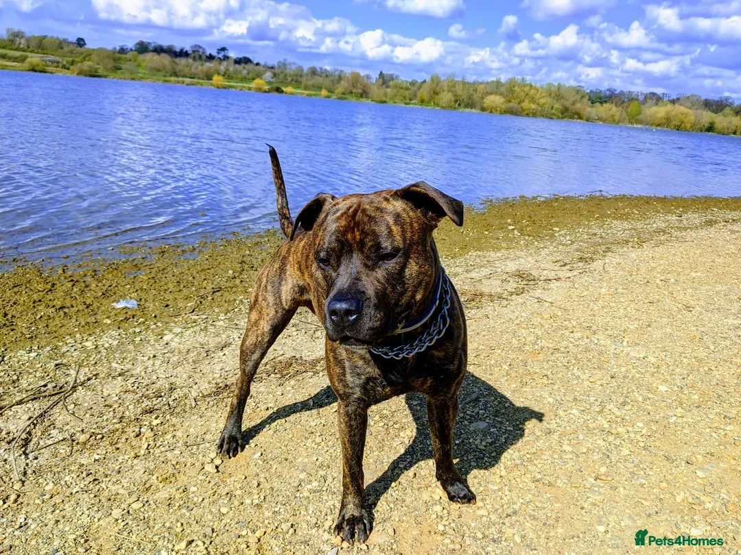 Staffordshire Bull Terrier dogs for stud: Beautiful Staffy Stud (Proven) - Advert 6