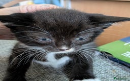 Mixed Breed cats for sale: Stunning b&w tuxedo girl - Image 8