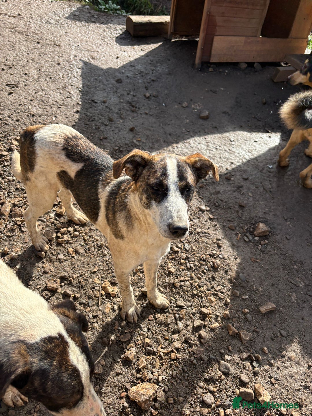 Mixed Breed dogs for adoption: Benson is looking for a dog friend! - Advert 14