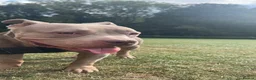 American Bully dogs for sale: Pocket bully  in Hemel Hempstead - Advert 3