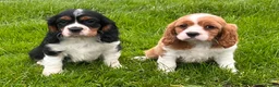 Cavalier King Charles Spaniel dogs for sale: Beautiful cavalier King Charles puppies  - Advert 15