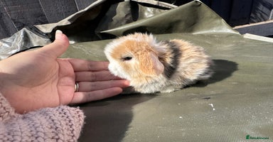 Mini Lop rabbits - Advert 12
