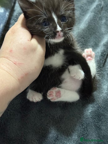 Mixed Breed cats 1 boy left - Advert 8