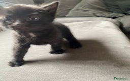 Mixed Breed cats for sale: Stunning kittens  - Image 11
