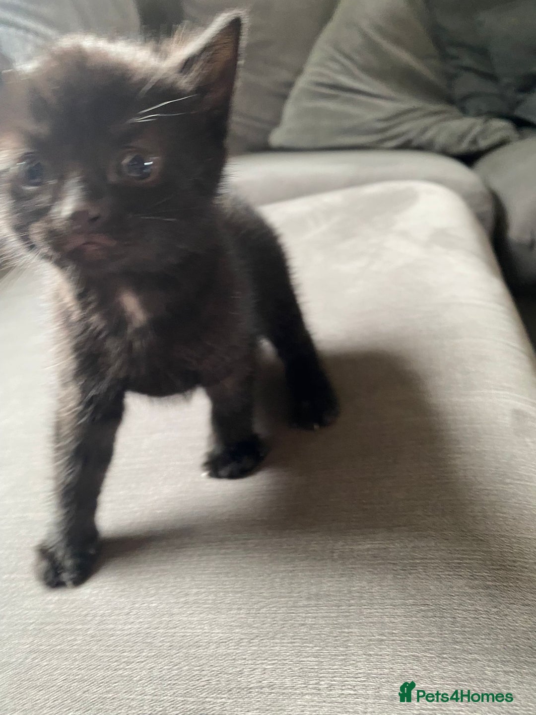 Mixed Breed cats for sale: Stunning kittens  - Image 11
