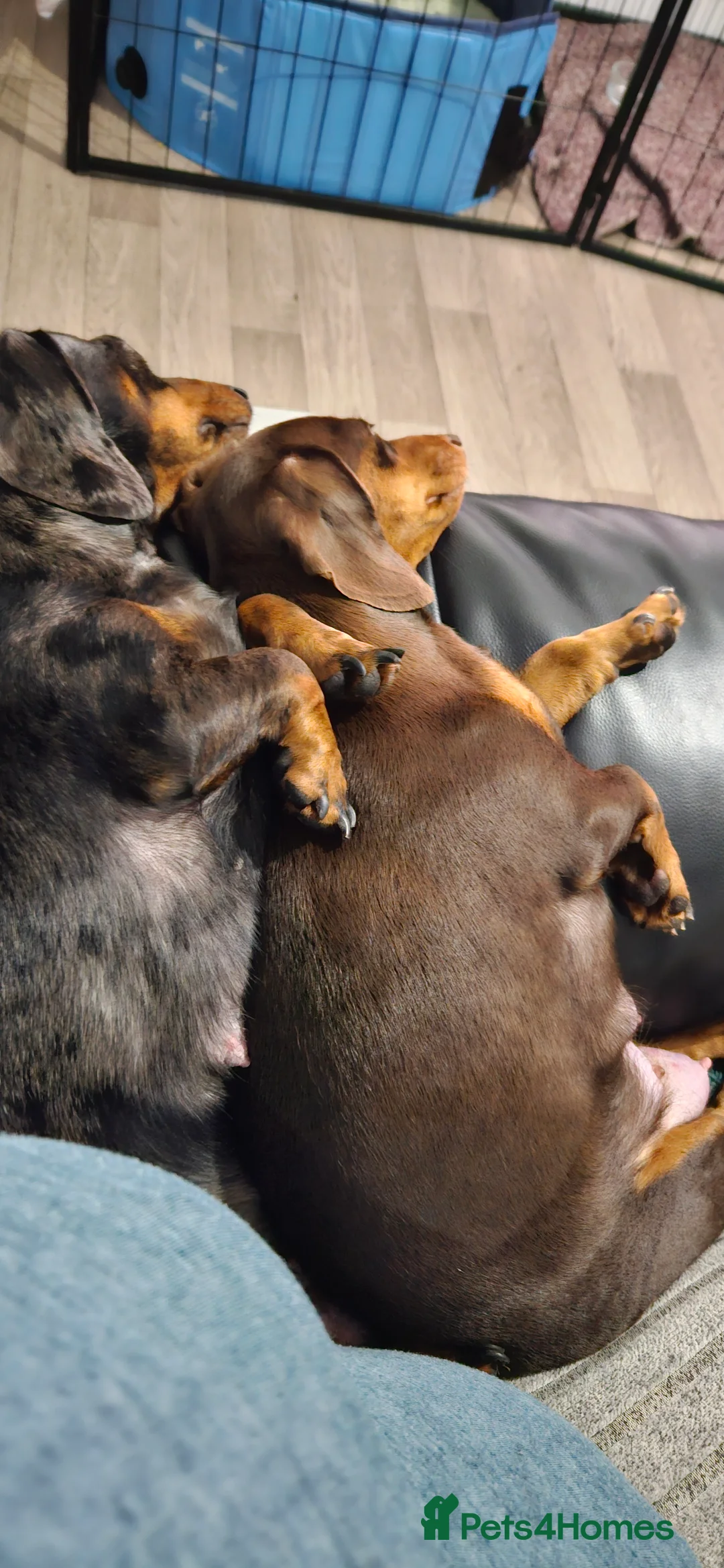 Miniature Dachshund dogs for sale: Our beautiful babies  - Advert 9