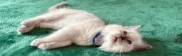 Ragdoll cats for sale: RAGDOLL kittens 3xBOYS, 3xGIRLS - Advert 7