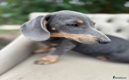 Mixed Breed dogs for sale: Daschund X Jack Russell Puppies  - Image 14