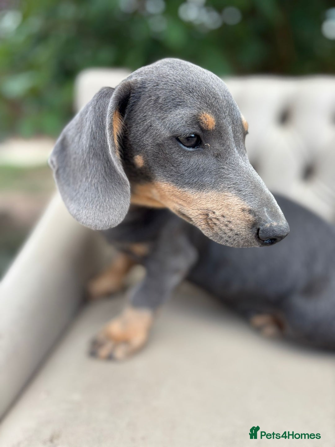 Mixed Breed dogs for sale: Daschund X Jack Russell Puppies  - Image 14