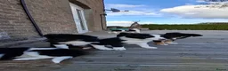Border Collie dogs for sale: Border collie pups ready for their new homes - Advert 5