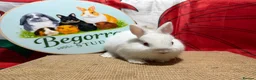 Netherland Dwarf rabbits for sale: Gorgeous pure bred Netherland dwarfs - Advert 3
