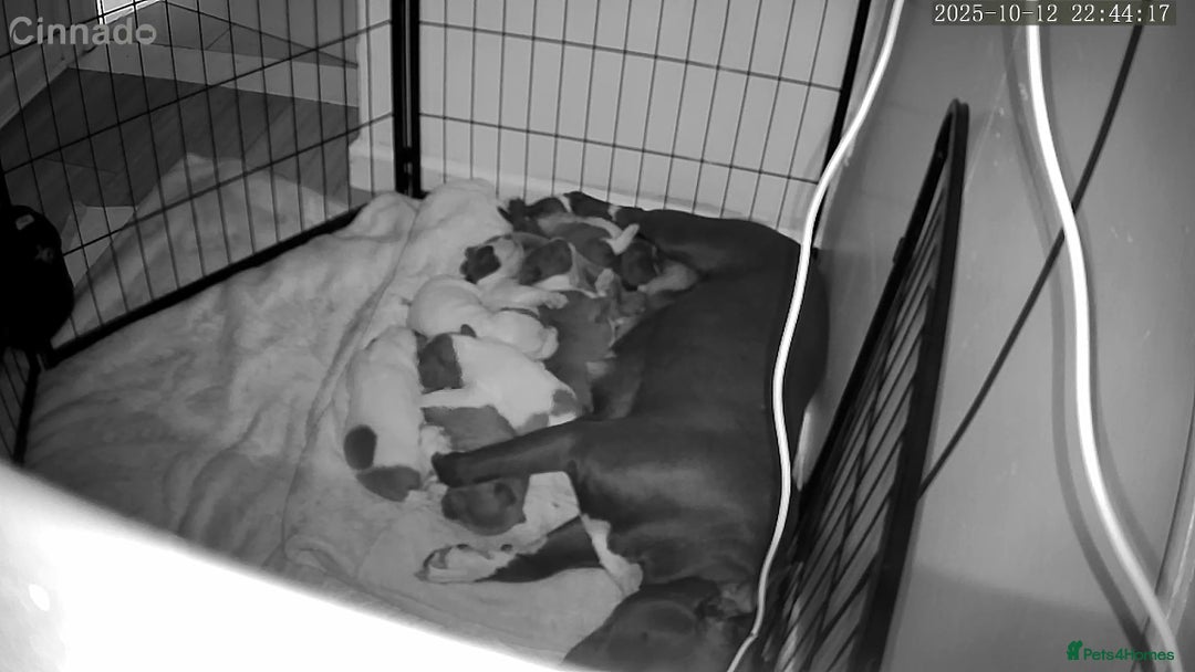 Staffordshire Bull Terrier dogs for sale: BEAUTIFUL STAFFY LITTER STUNNING COLOURS - Image 18