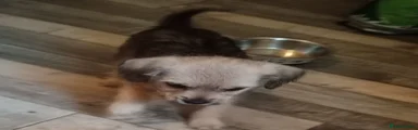 Jack Chi 5