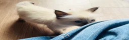 Ragdoll cats for sale: Ragdoll GCCF registered kittens - 9 weeks old - Advert 22