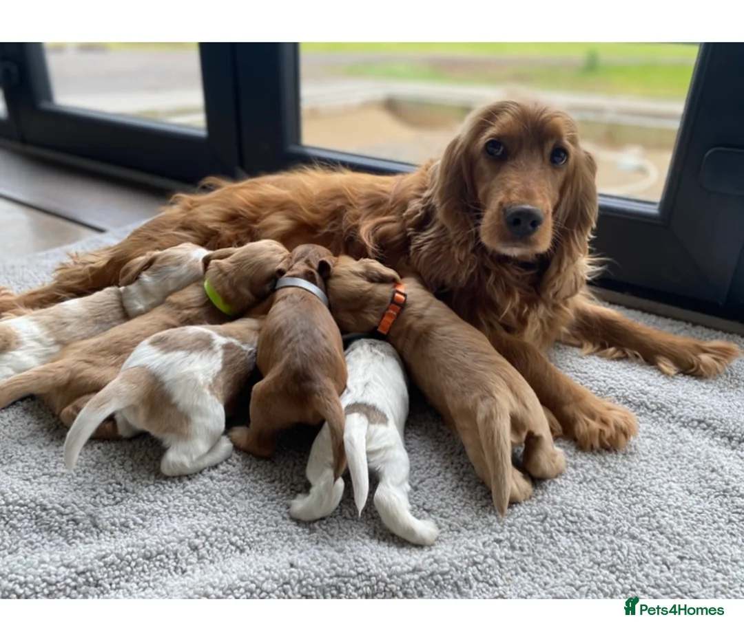 Cocker Spaniel dogs for sale: KC/ Healthtested parents. Showtype cockerspaniel🌸 - Advert 1