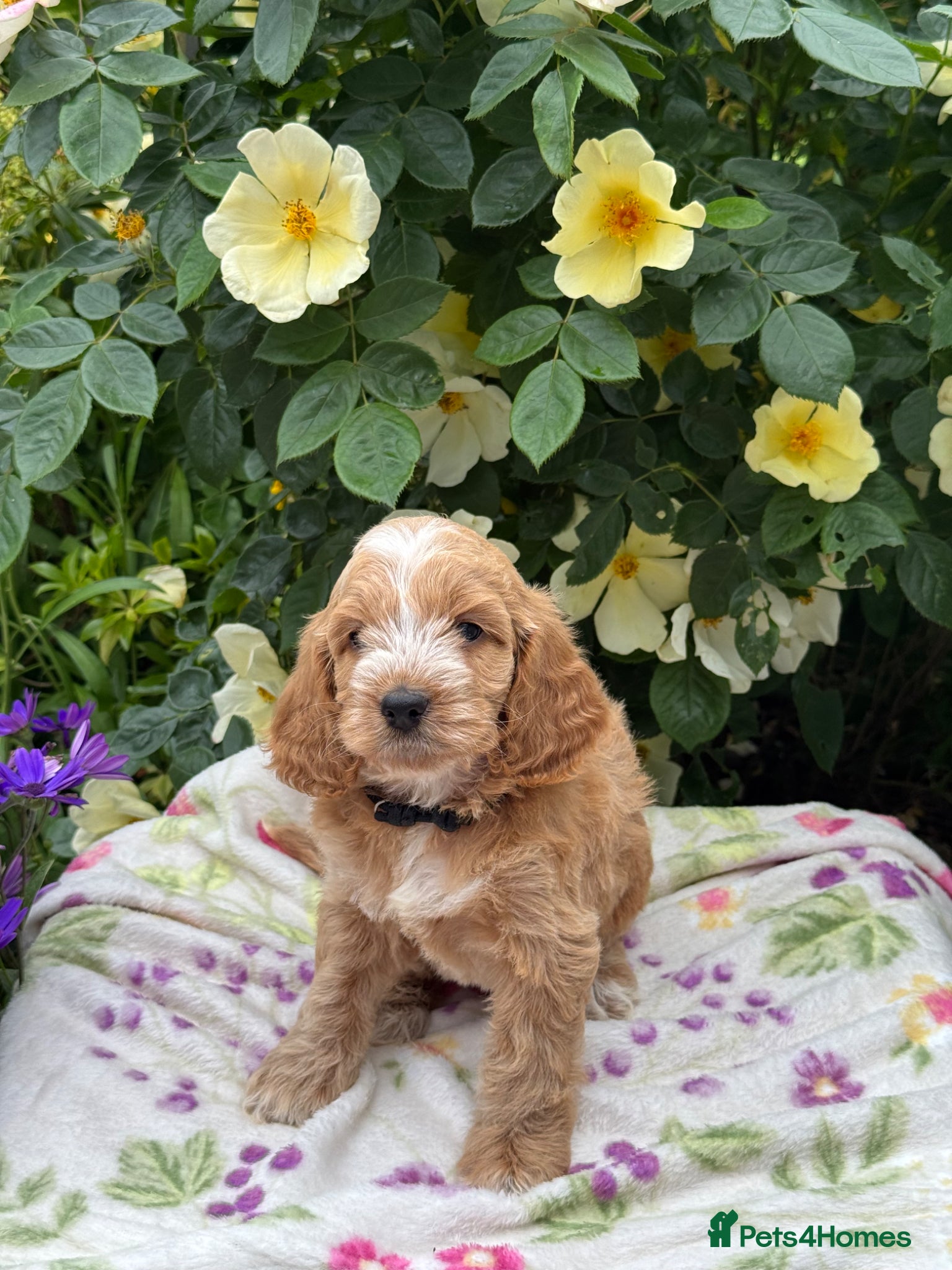 Cockapoo dogs 4 left gorgeous f1 dna tested clear cockerpoos - Advert 5
