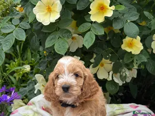 Cockapoo dogs 4 left gorgeous f1 dna tested clear cockerpoos - Advert 5