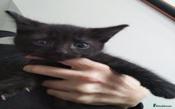 Mixed Breed cats for sale: Male and female kitten  - Image 3