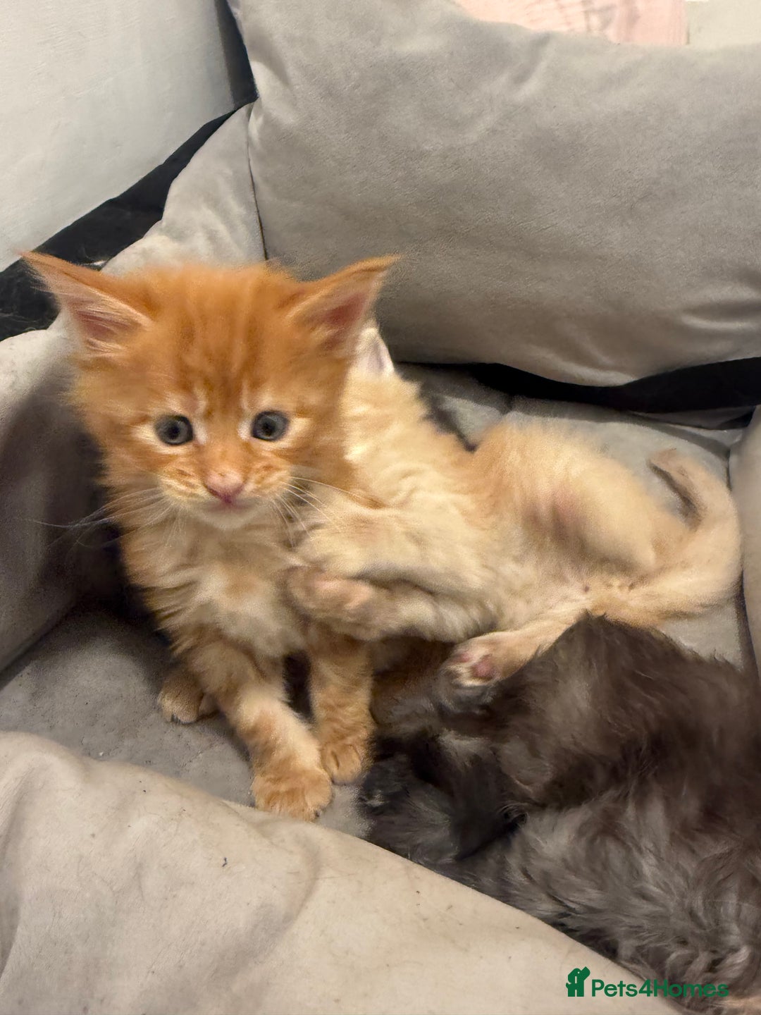Maine Coon cats for sale: Beautiful main coon kittens for sale  - Advert 12