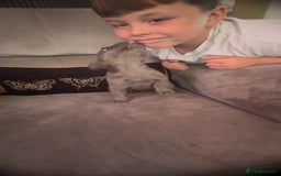 French Bulldog dogs for sale: Frenchie girl puppy’s 1 visual fluffy, 1 big rope  - Image 8