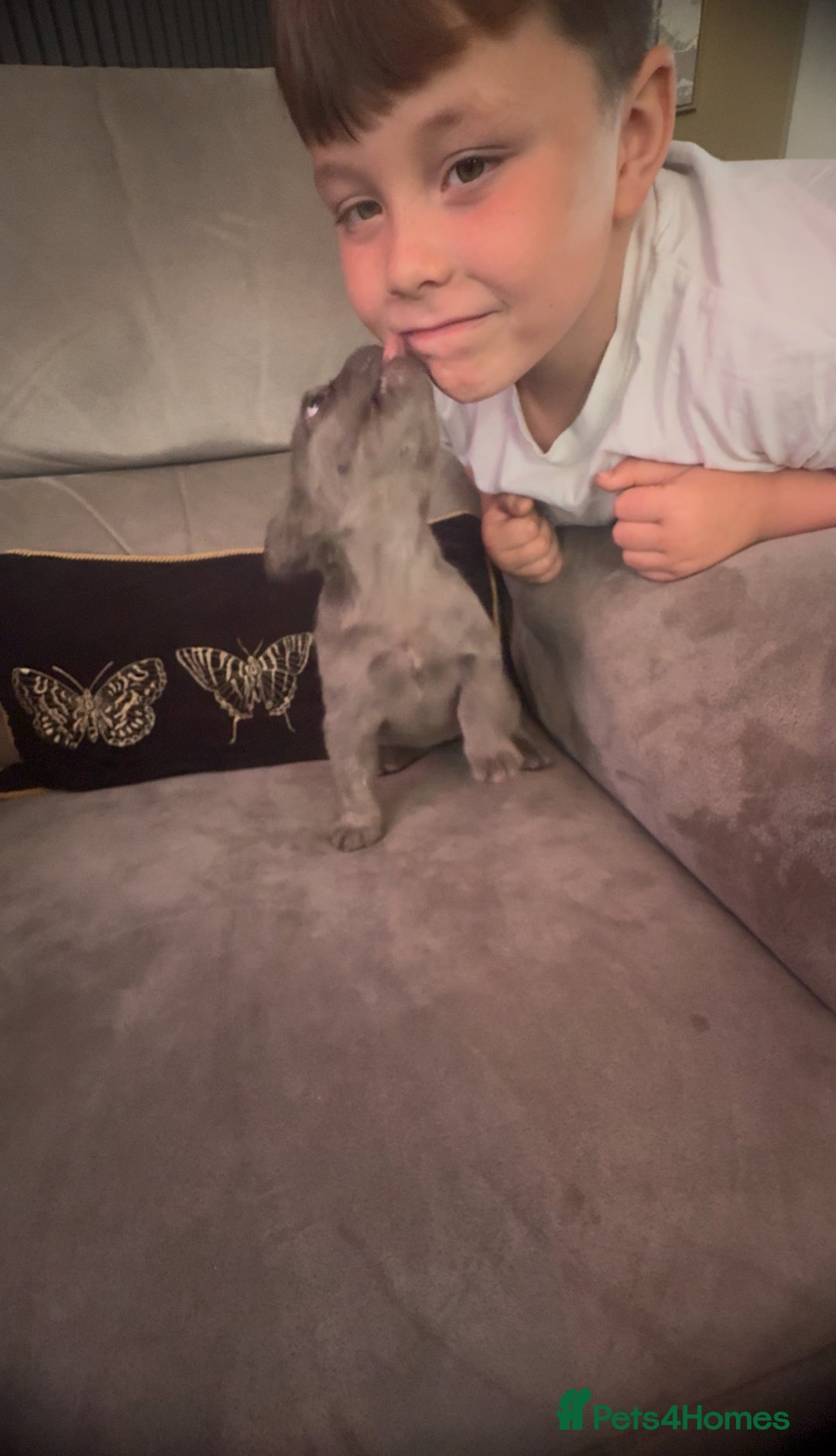 French Bulldog dogs for sale: Frenchie girl puppy’s 1 visual fluffy, 1 big rope  - Image 8