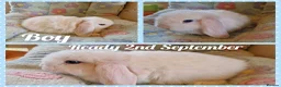 Mini Lop rabbits for sale: Mini lop kits  - Advert 2