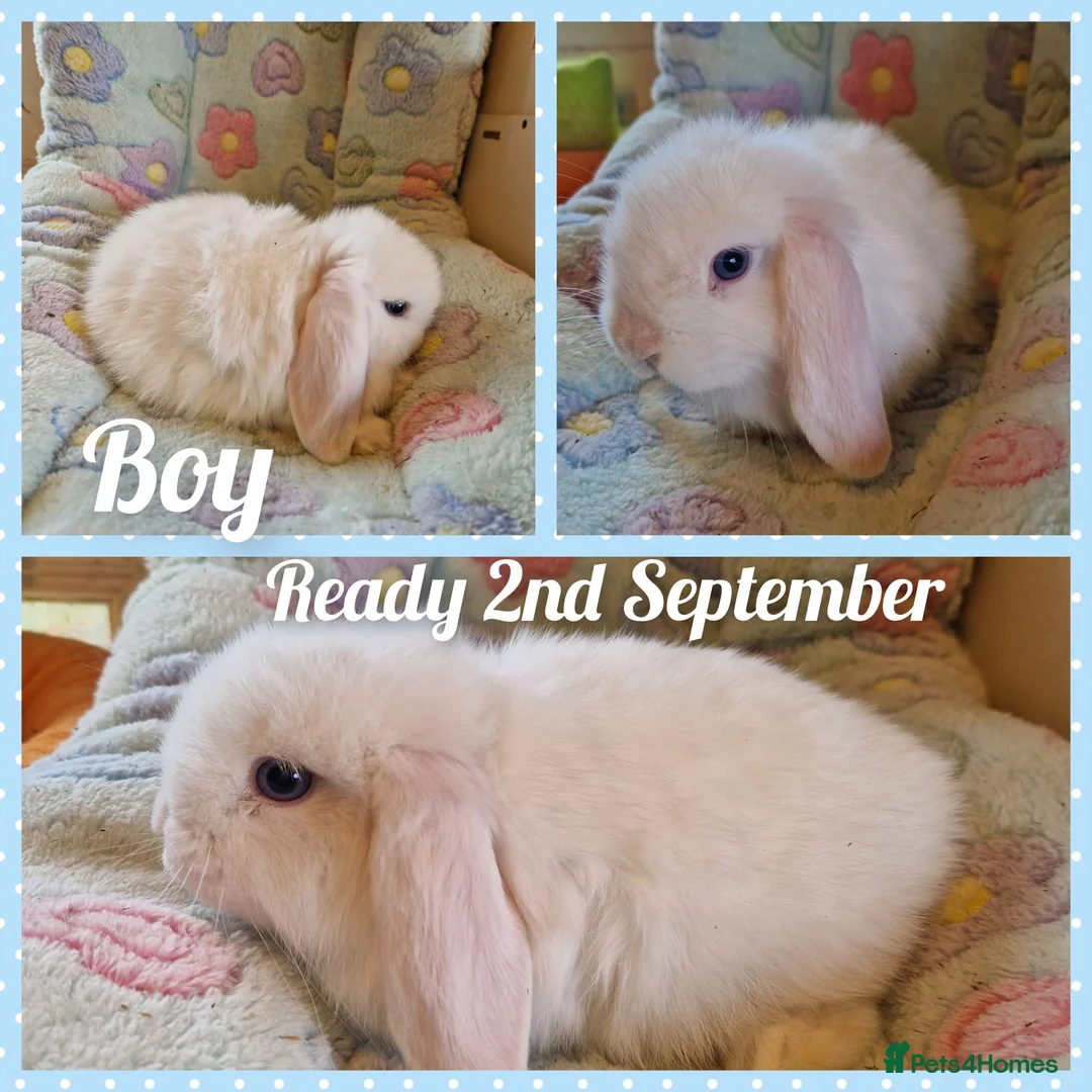Mini Lop rabbits for sale: Mini lop kits  - Advert 2