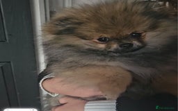 Pomeranian dogs for sale: Teddy bear faced pom  - Image 3