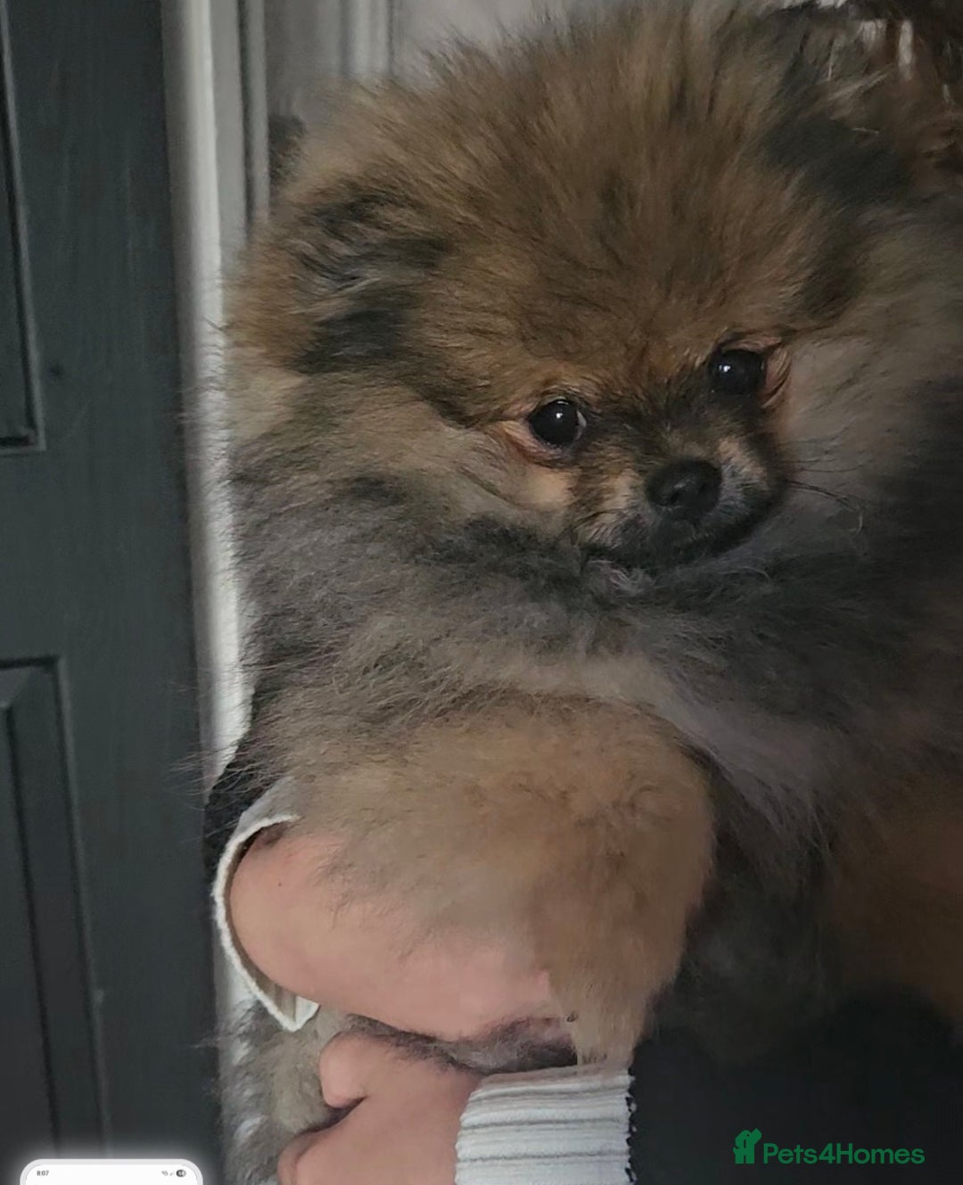Pomeranian dogs for sale: Teddy bear faced pom  - Image 3