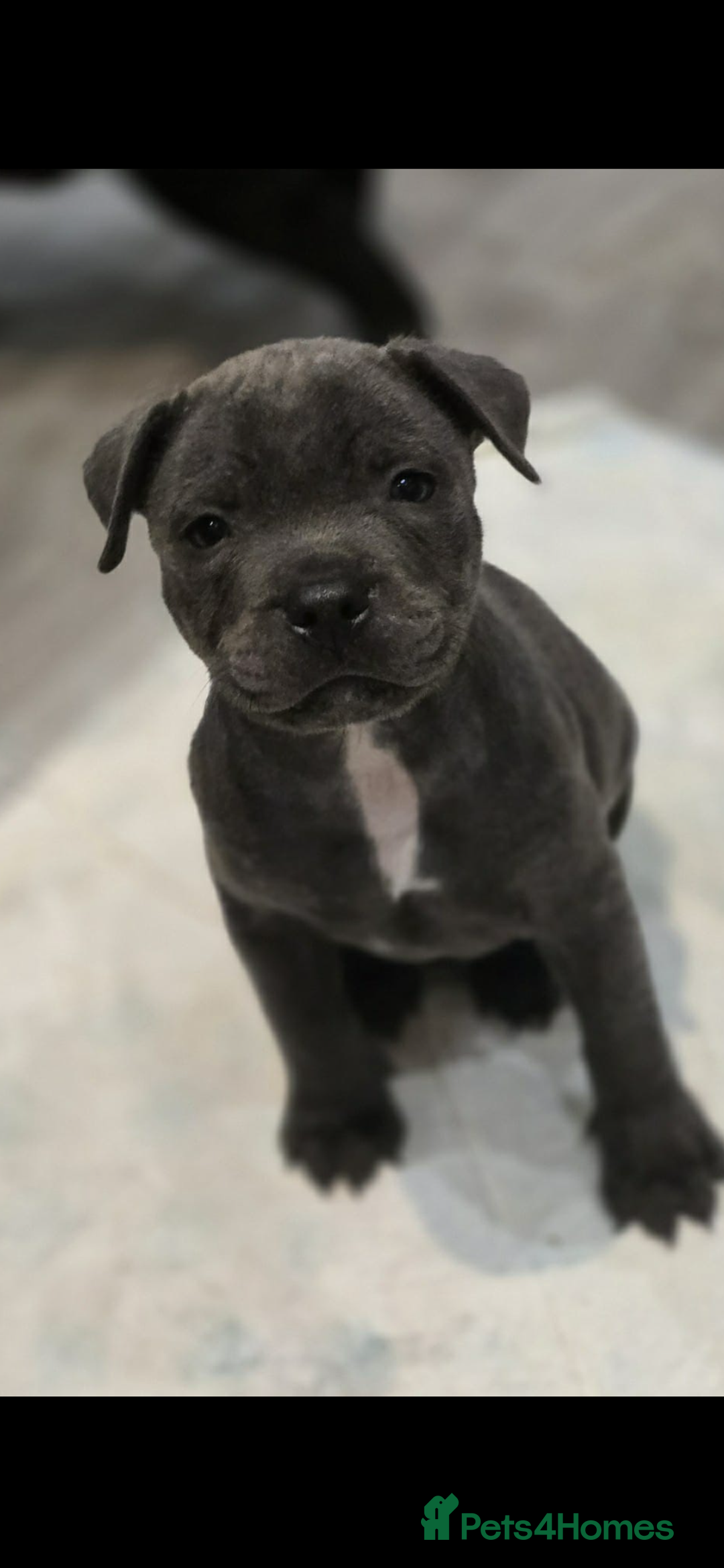 Staffordshire Bull Terrier dogs for stud: PROVEN Staffordshire bull terrier stud  - Advert 18