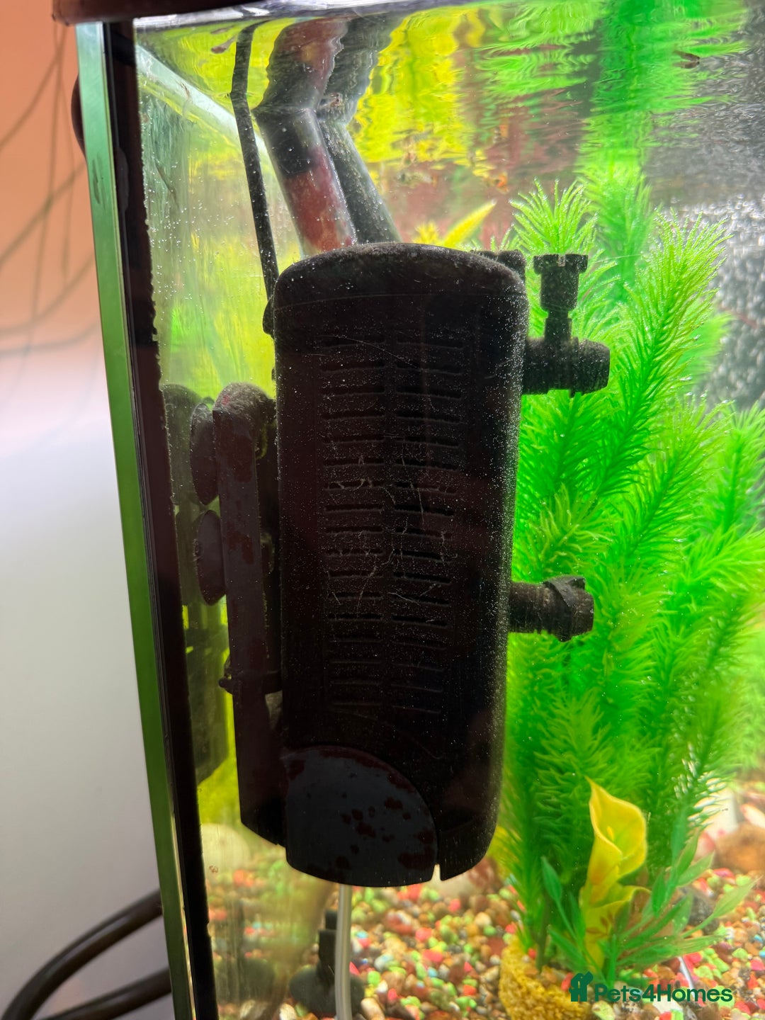 Mollies fish for sale: Tropical Fish Tank 160 litters - Advert 8