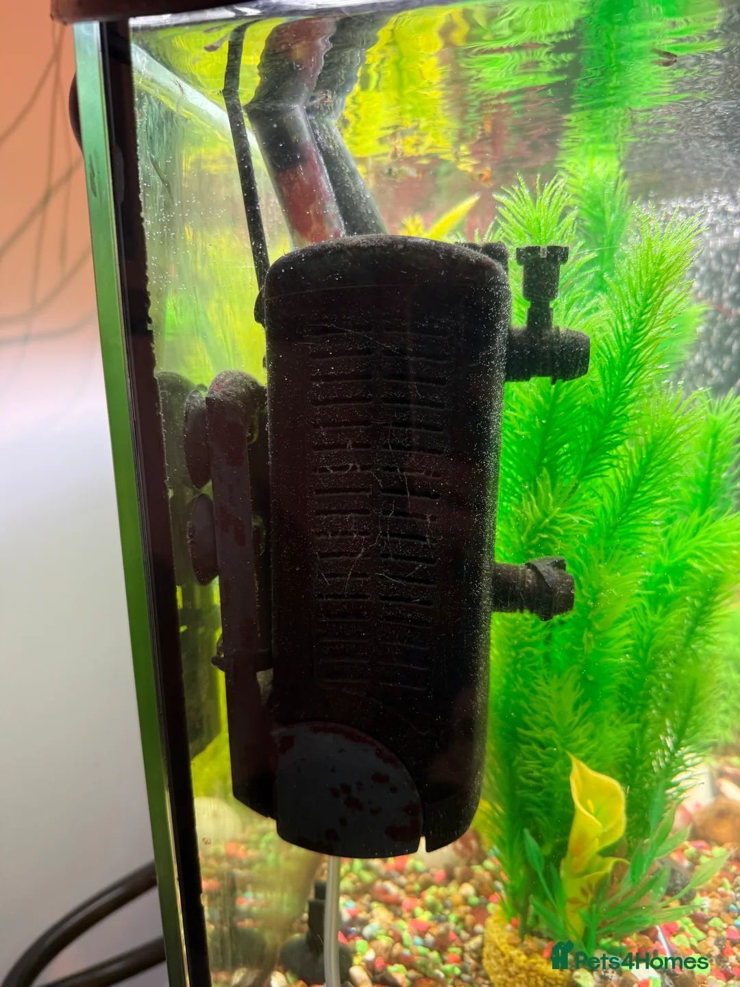 Mollies fish for sale: Tropical Fish Tank 160 litters - Advert 8