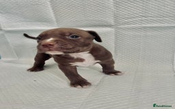 American Bully dogs for sale:  Medium Bully Puppies–XL are banned, these are NOT - Image 18