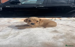 Cocker Spaniel dogs for sale: cocker spaniel puppies - Image 9