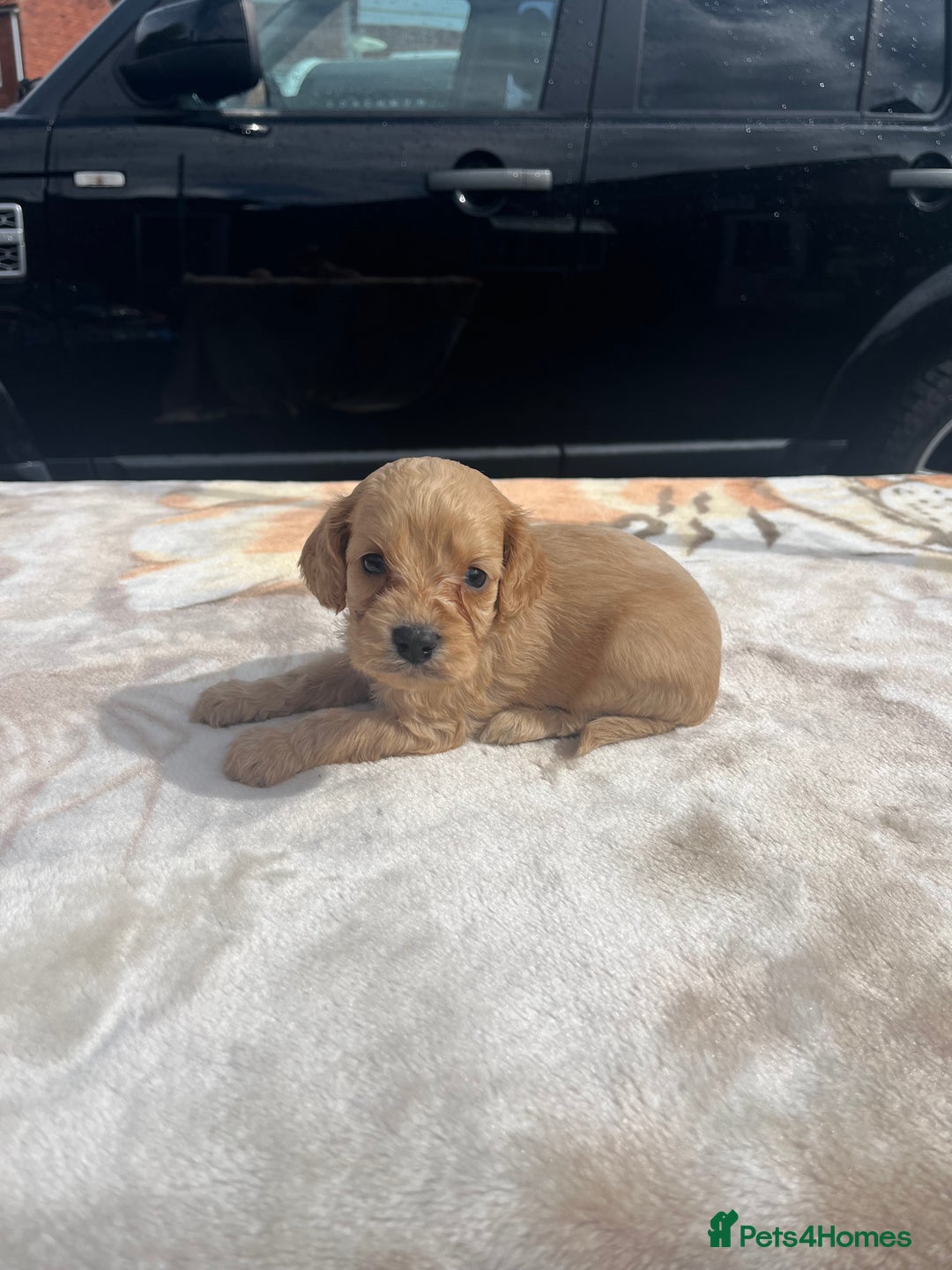 Cocker Spaniel dogs for sale: cocker spaniel puppies - Image 9