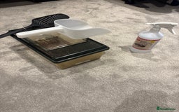 Bearded Dragon reptiles for sale: Drako - Bearded Dragon - Full Set / Kit - Image 5