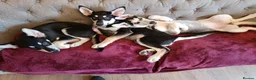 Shepsky dogs for sale: 3x Gorgeous Shepsky's ready for loving homes - Advert 8