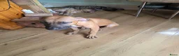 Presa Canario dogs for sale: Presa canario  - Advert 7