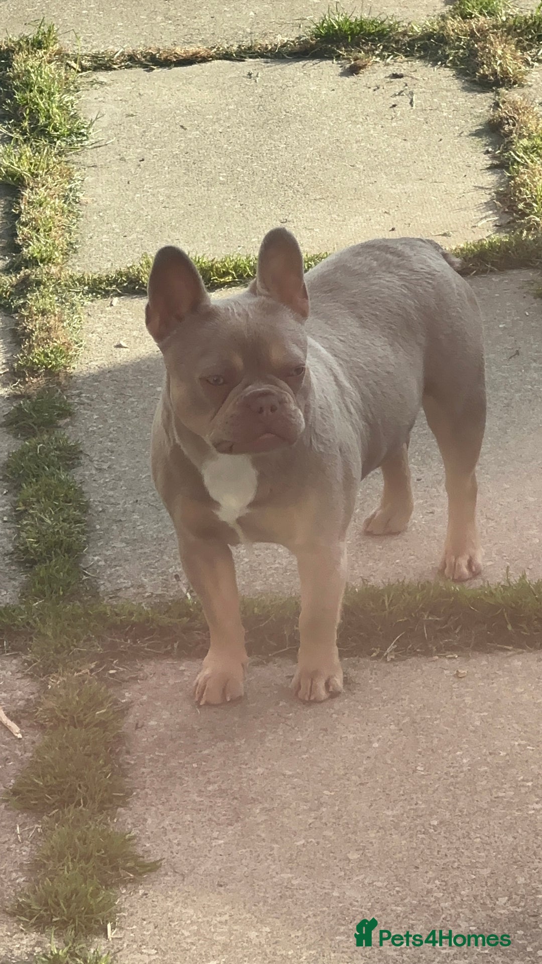 French Bulldog dogs for sale: French Bulldog - Pearl🔯 - Advert 7