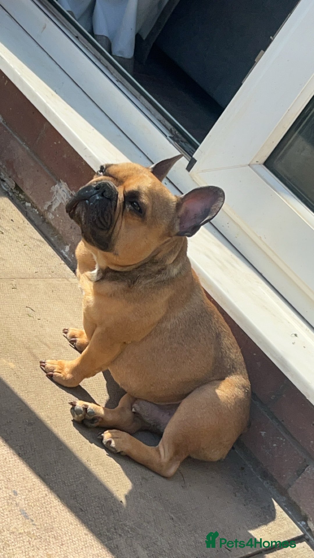French Bulldog dogs for sale: Rocco  - Advert 1