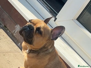 French Bulldog dogs Rocco - Advert 3