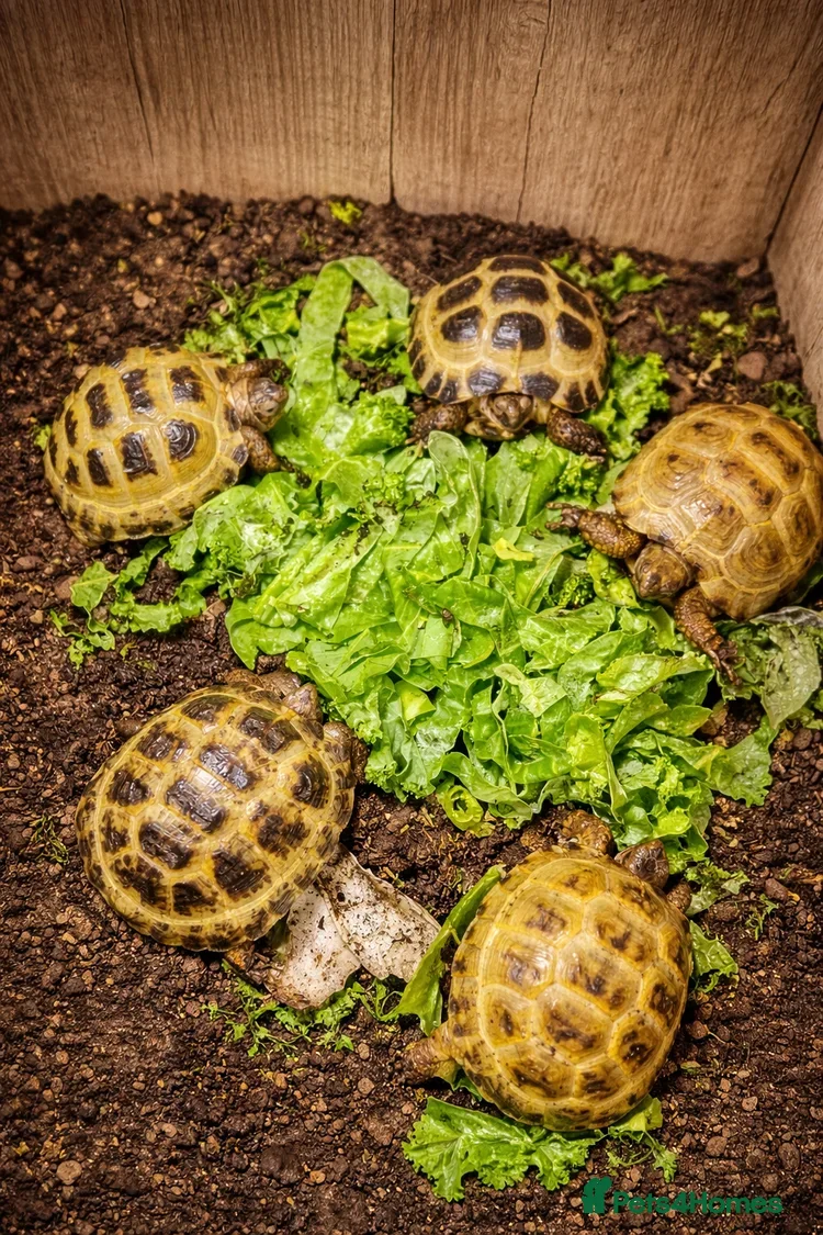 Tortoise reptiles Baby Horsfield Tortoises and Set Ups!! - Advert 1