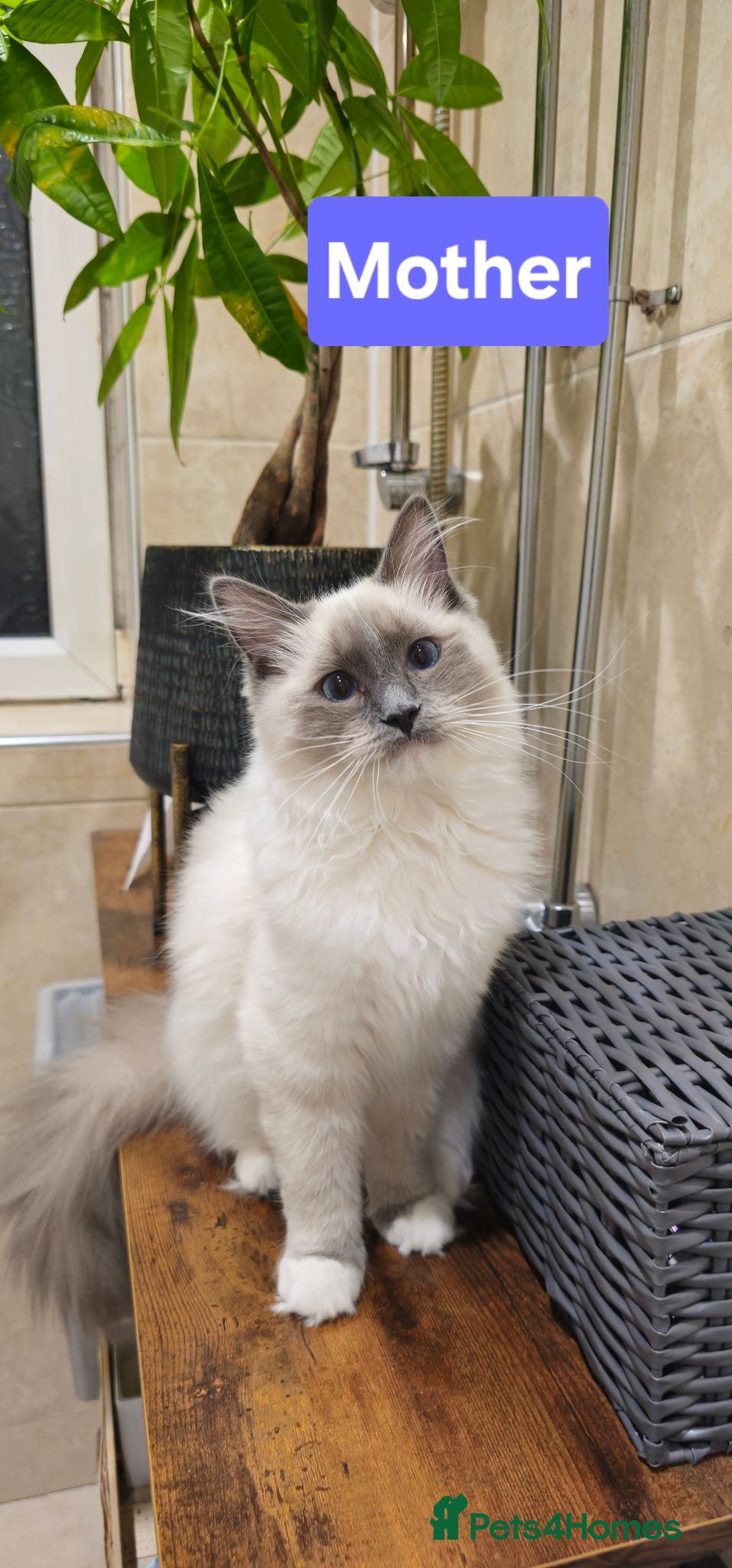 Ragdoll cats Ragdoll kittens  - Advert 2