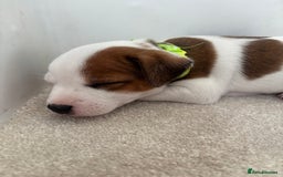 Jack Russell dogs for sale: Quality Jack Russell Puppies - Image 11