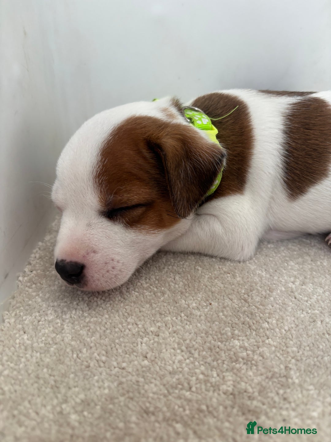 Jack Russell dogs for sale: Quality Jack Russell Puppies - Image 11