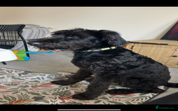 Labradoodle dogs for sale: Fin the labradoodle puppy (7months) - Image 5