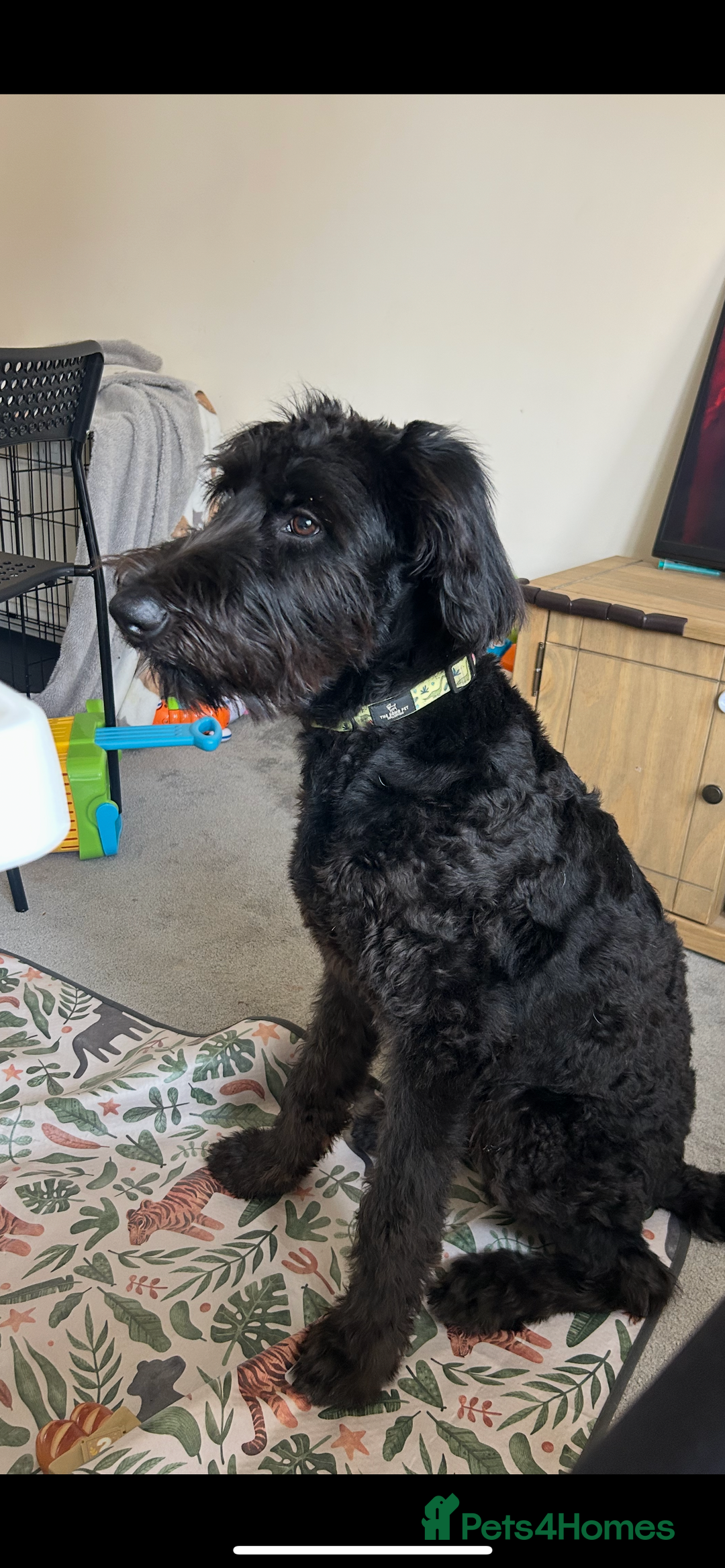 Labradoodle dogs for sale: Fin the labradoodle puppy (7months) - Image 5