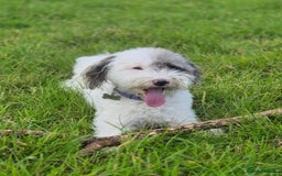 Mixed Breed dogs for sale: ABSOLUTELY STUNNING FOXYPOO PUPPIES - Image 22