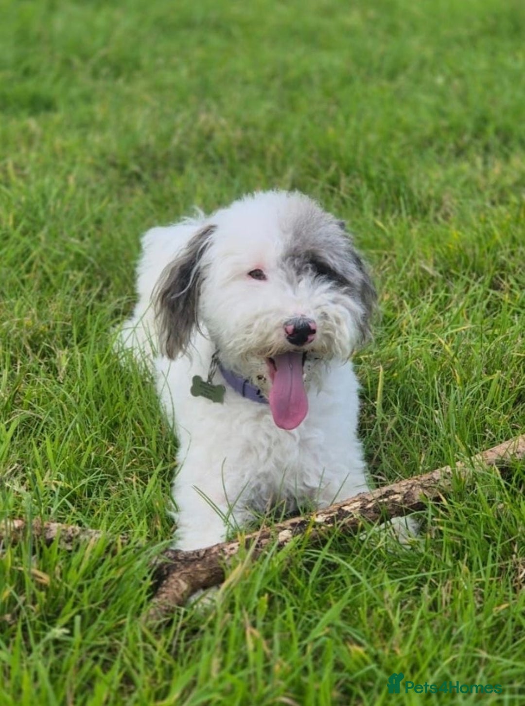 Mixed Breed dogs for sale: ABSOLUTELY STUNNING FOXYPOO PUPPIES - Image 22