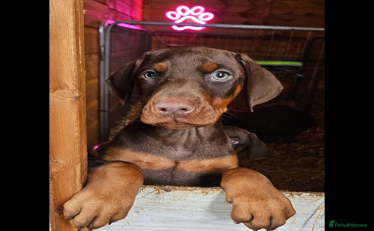 Dobermann dogs - Advert 2